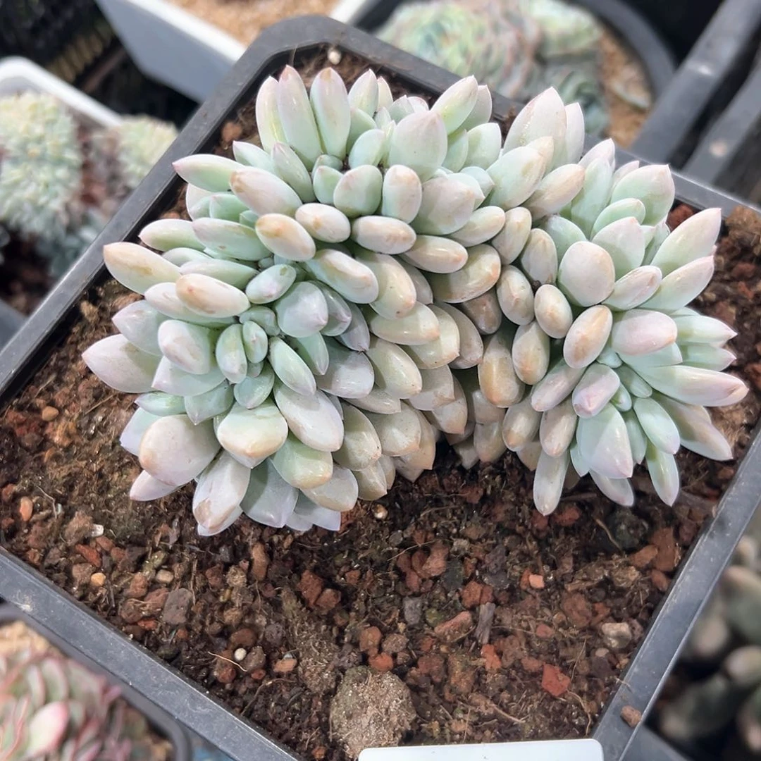 2.9-6奥普缀化多肉