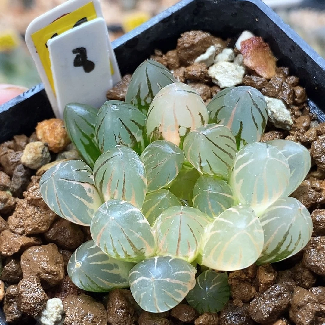 8号糊斑趋势霓虹灯玉露锦一物一