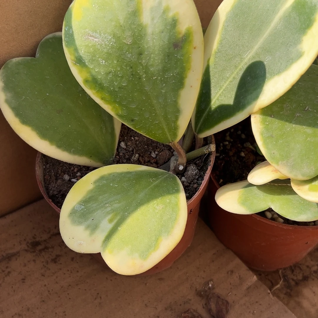多肉植物心叶球兰