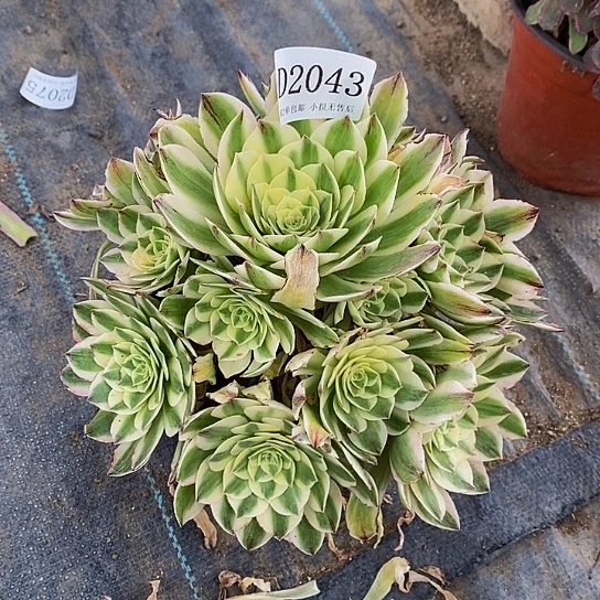 2043伊丽莎白多肉法师