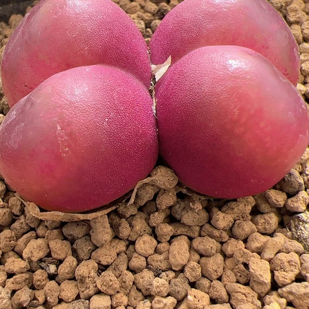 【闪购商品】225 吕氏