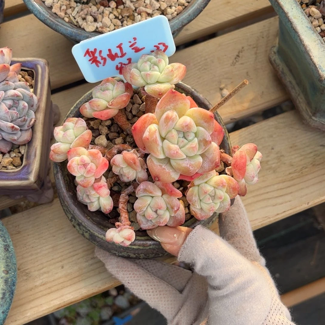 彩虹豆冰玉多肉植物
