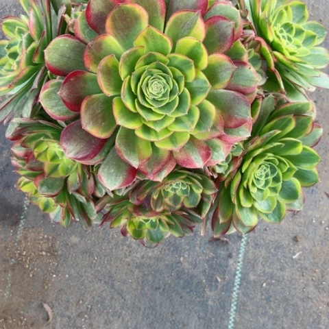 多肉植物奶白锦。