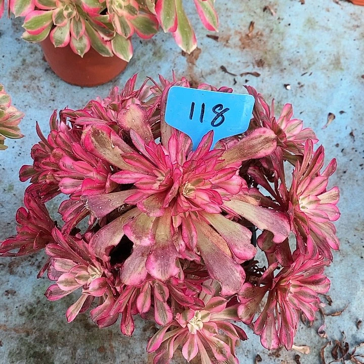 118 一颗红铜葫法师多肉