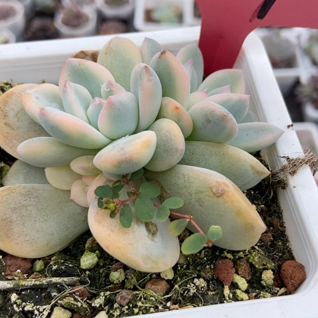 839梦露锦多肉植物