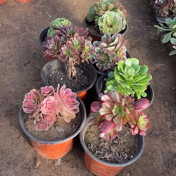 823多肉植物组合，