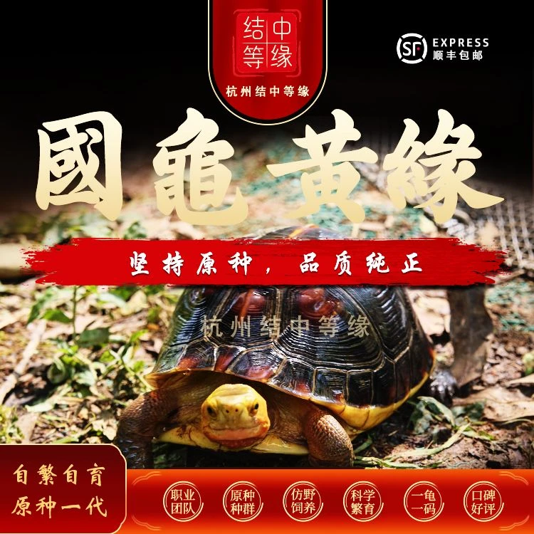 杭州结中等缘安缘闭壳龟人工合法繁育(非野生) 一龟一卡 证件齐全