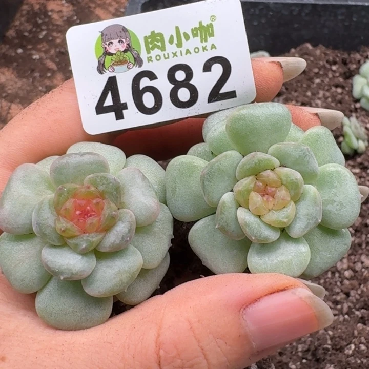 多肉植物多肉植物