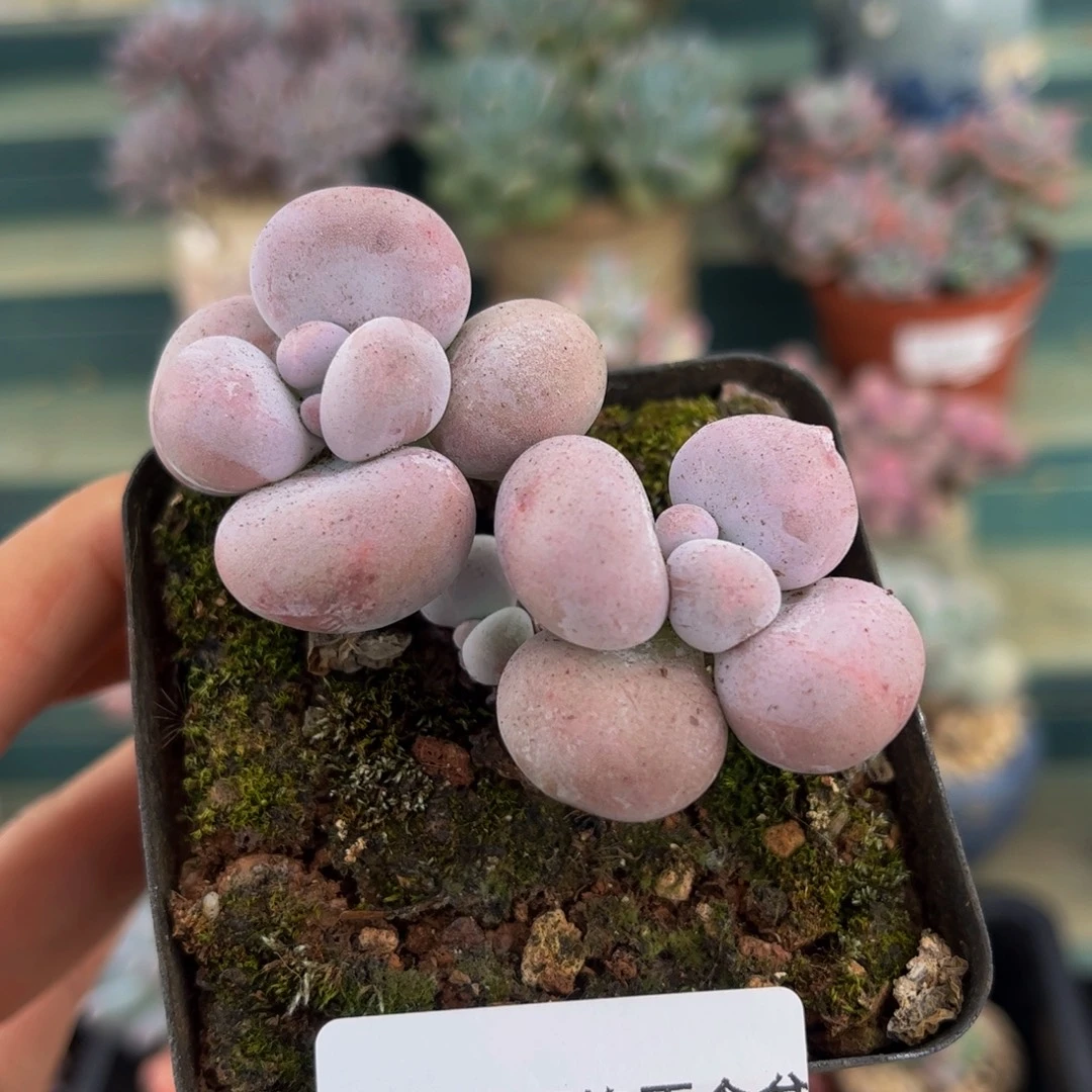 397-芭比奶多肉6cm