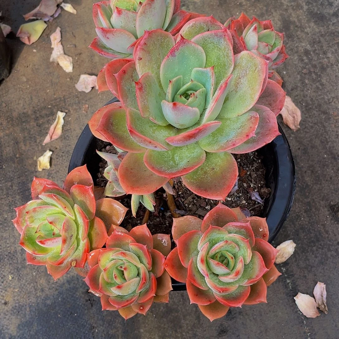 红***?粉丝贝拉多肉植物