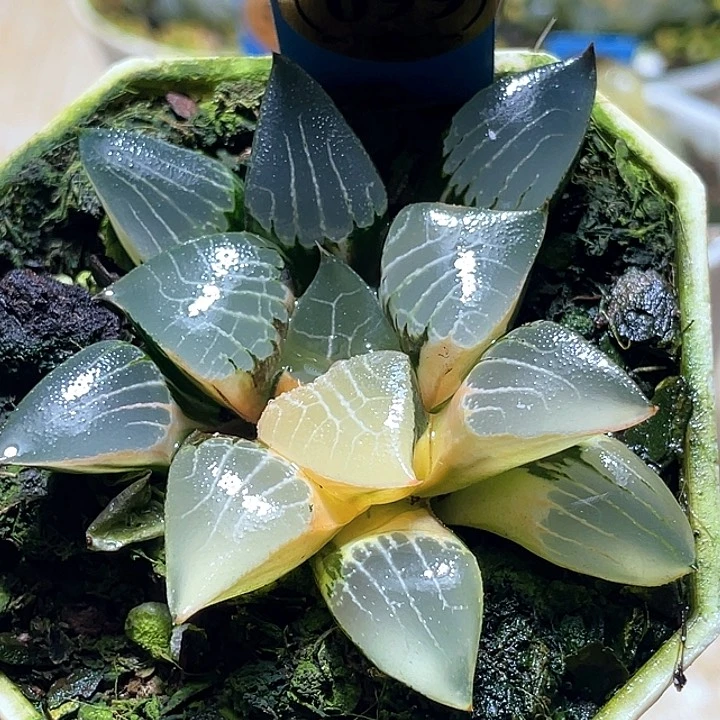 699花影锦一物一拍
