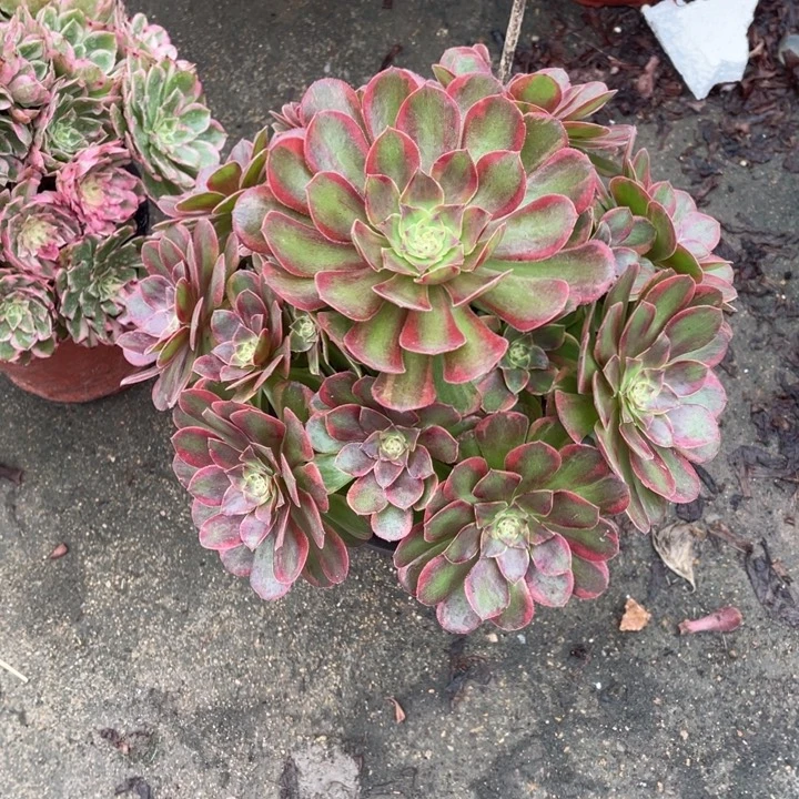 288号不知名法师锦