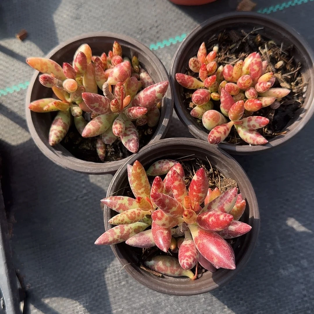 梅花鹿多肉植物大战