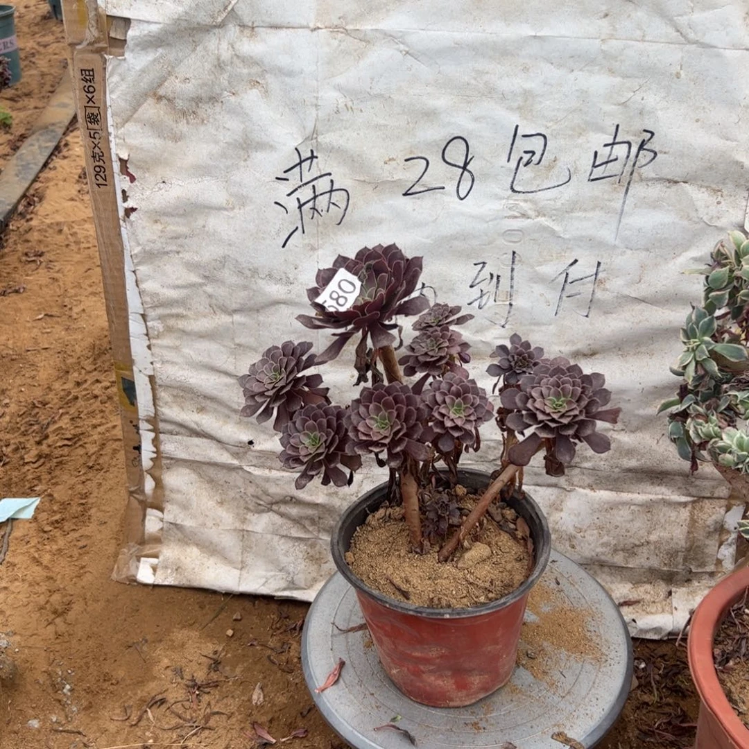 铜壶朵580满28包邮啦