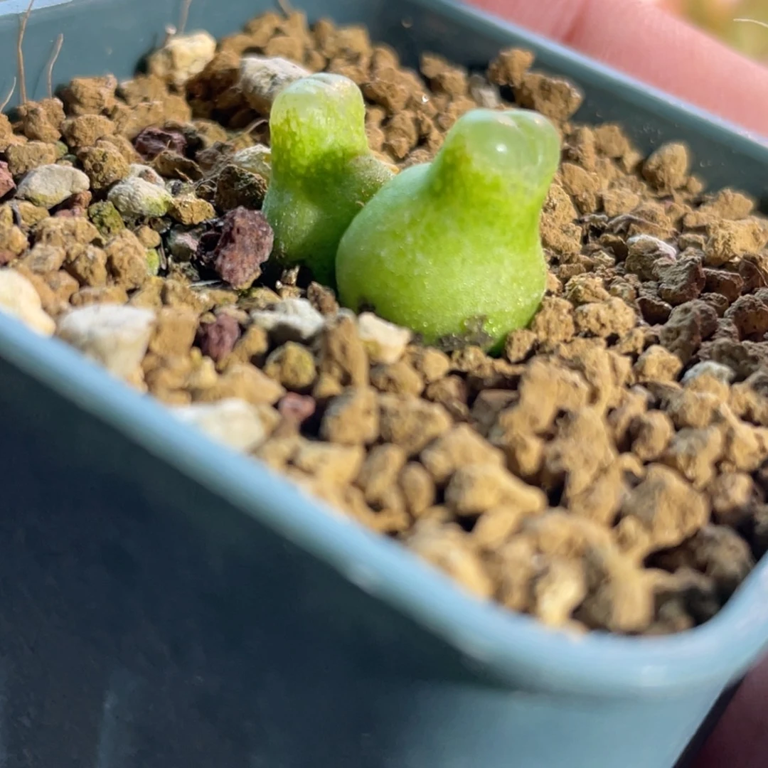 双头小葫芦植物一物一拍