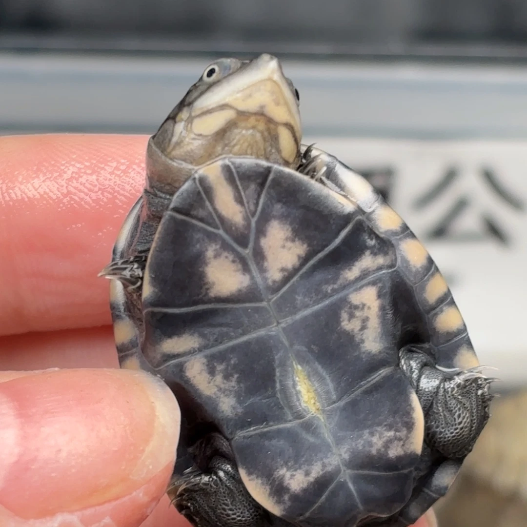 不分公母宠物龟全品西非苗