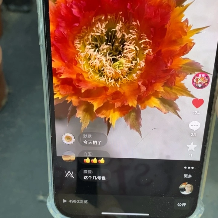 彩草橙羽毛带根5.5-6公分左右