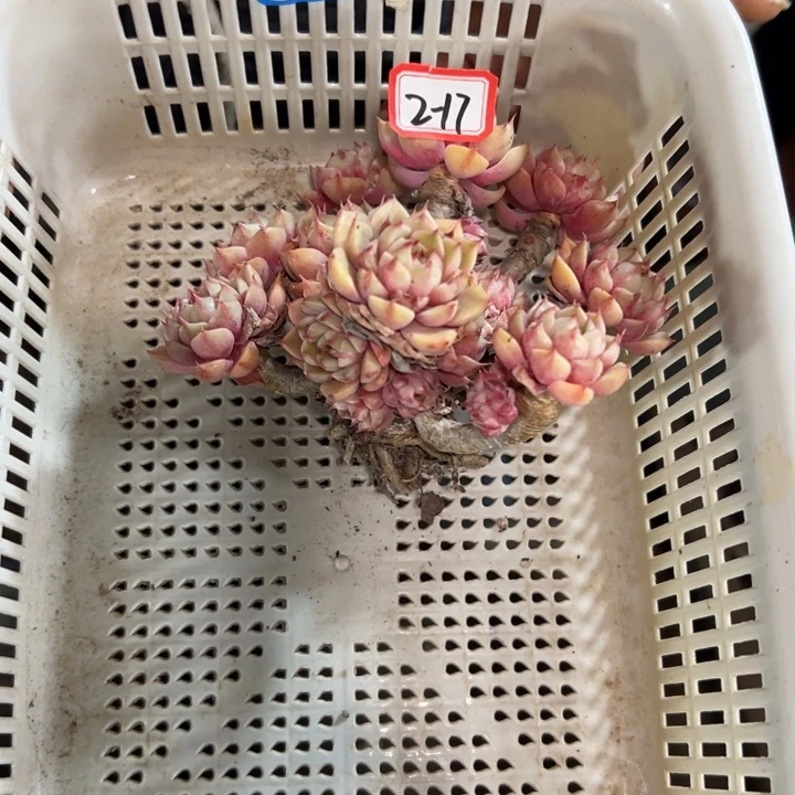 用***8精品多肉植物老桩