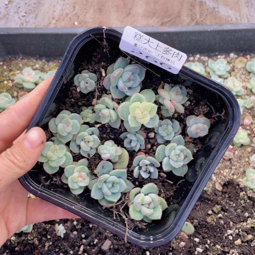 糕大上多肉植物266
