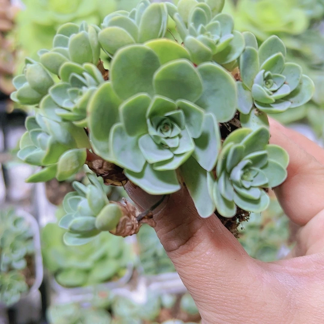 山地玫瑰19包邮多肉