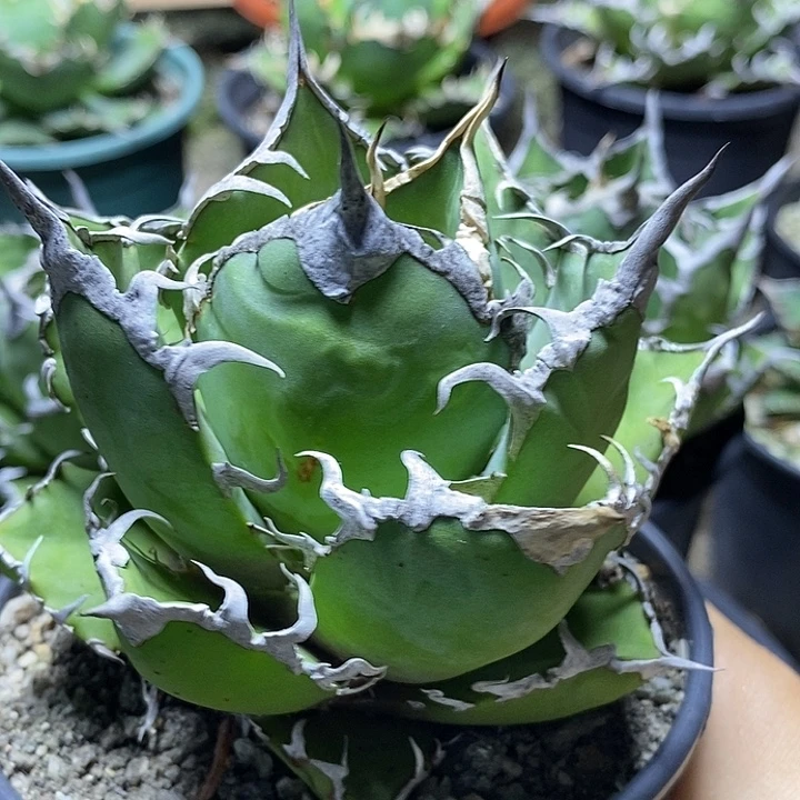 蝴***蝶凯撒。    龙舌兰