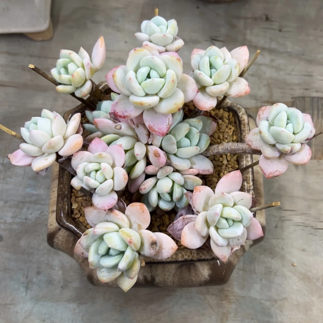 冷香28 零零多肉植物