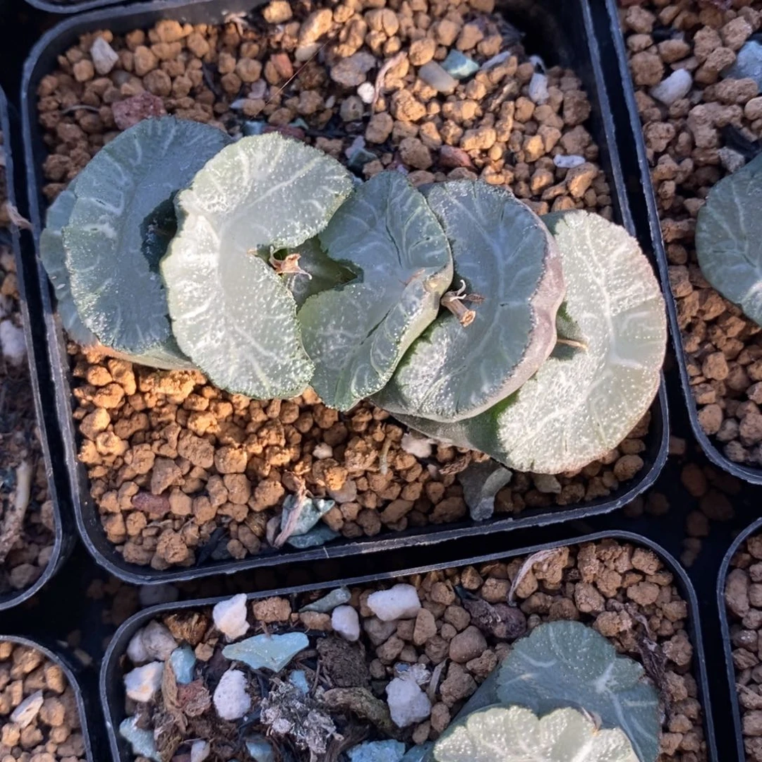 一颗牛逼玉扇。