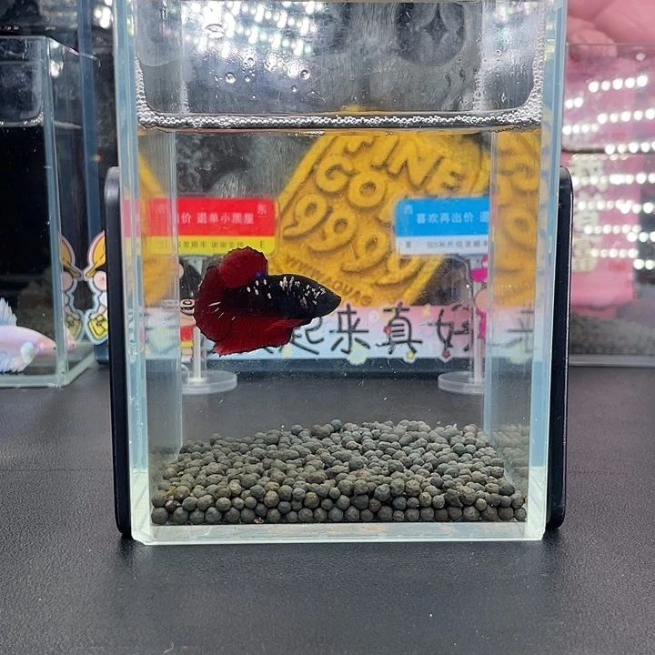 斗鱼30号927早暗黑