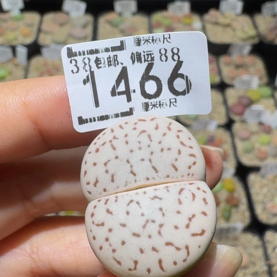 「***」Sssss精品生石花1466