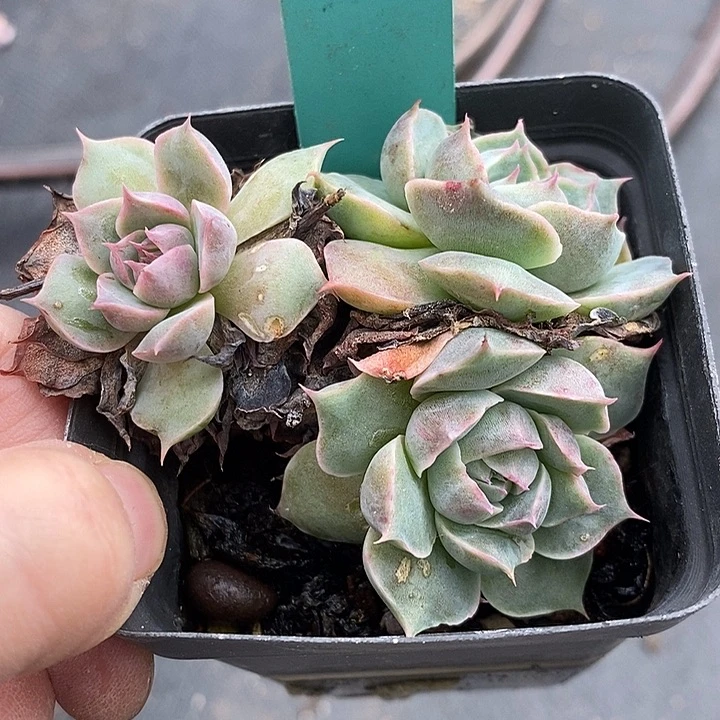 l**a1235多肉植物老桩