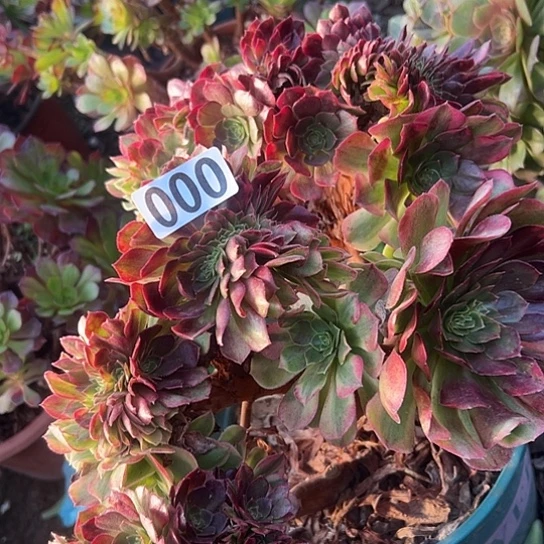 肉****多肉植物一个轮回000