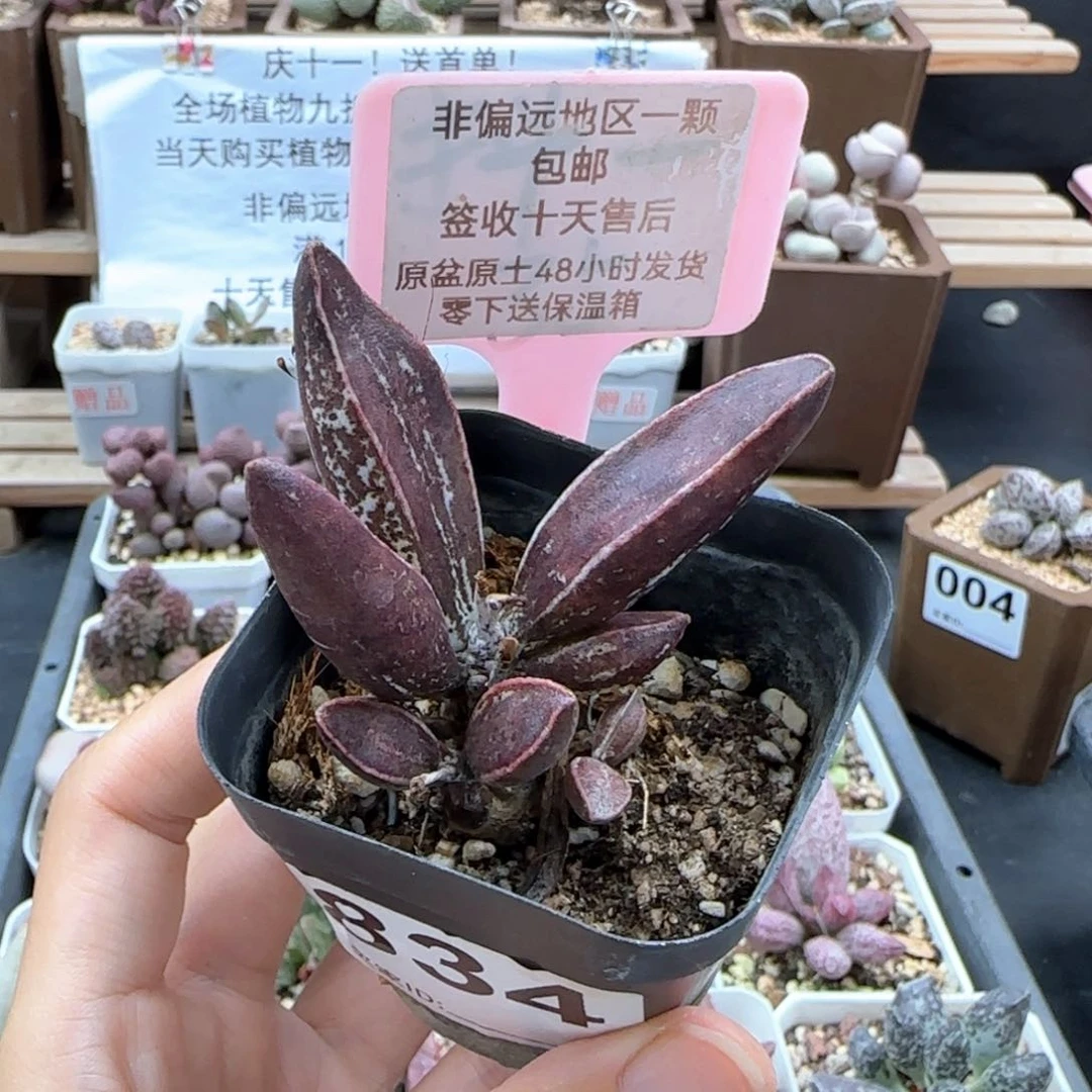 834黑肌楞叶多肉