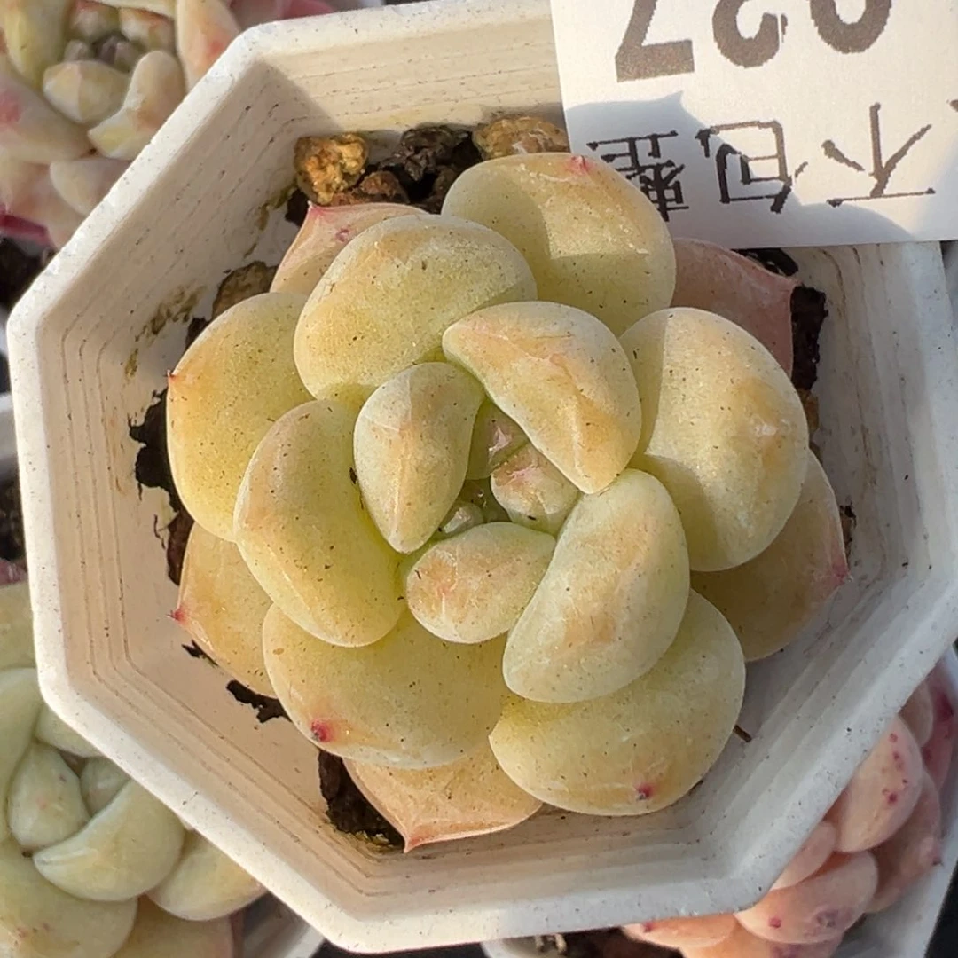 小卡拉米糖心一物一拍17-37