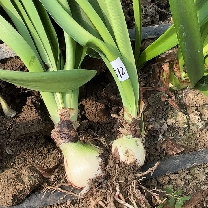 无花朵抖***雪阿弗雷8512