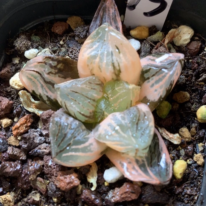 玉潭寿锦带盆土发货