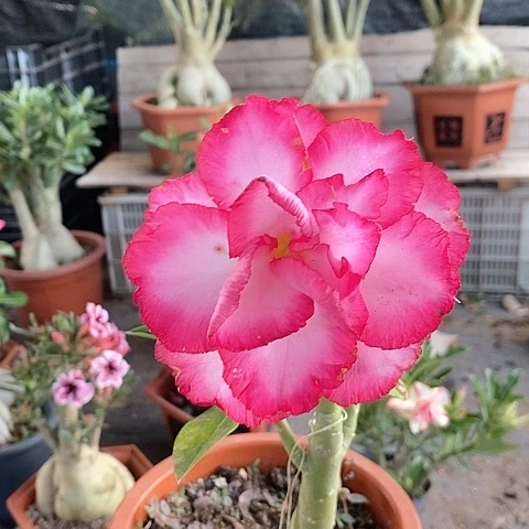 【闪购商品】静***兰绿植