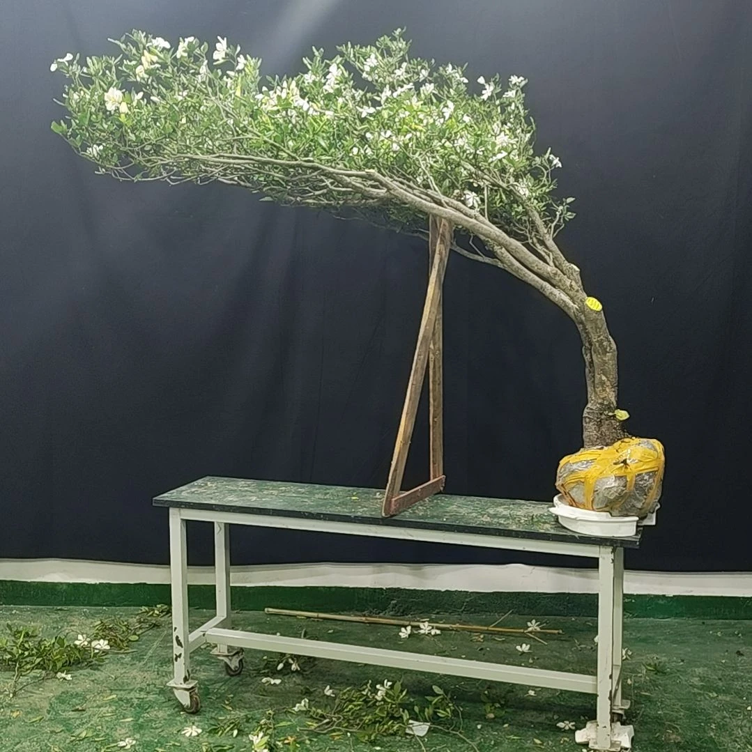 大量花朵（建议范围：8朵-15朵 或40%以上）记*