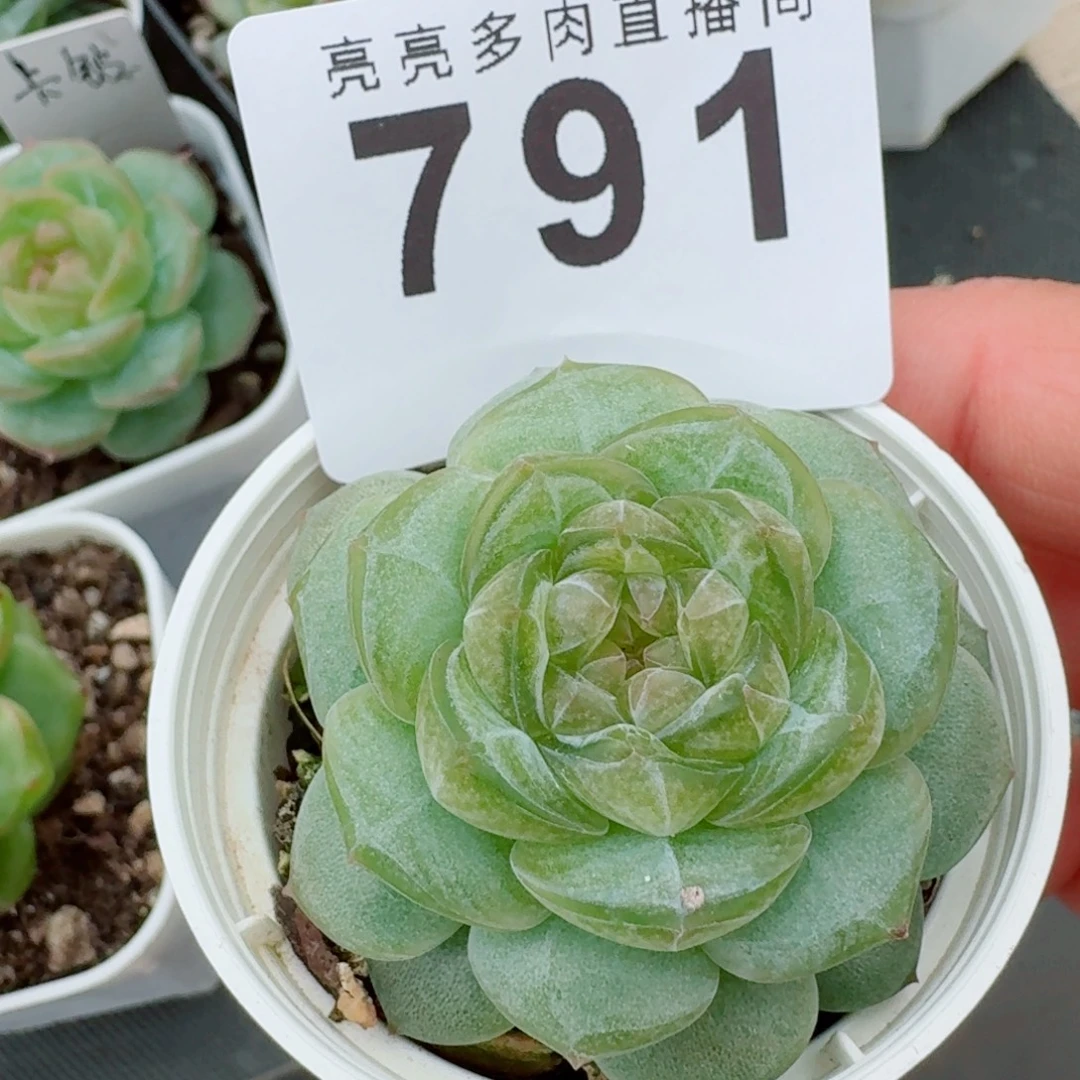 开播福利