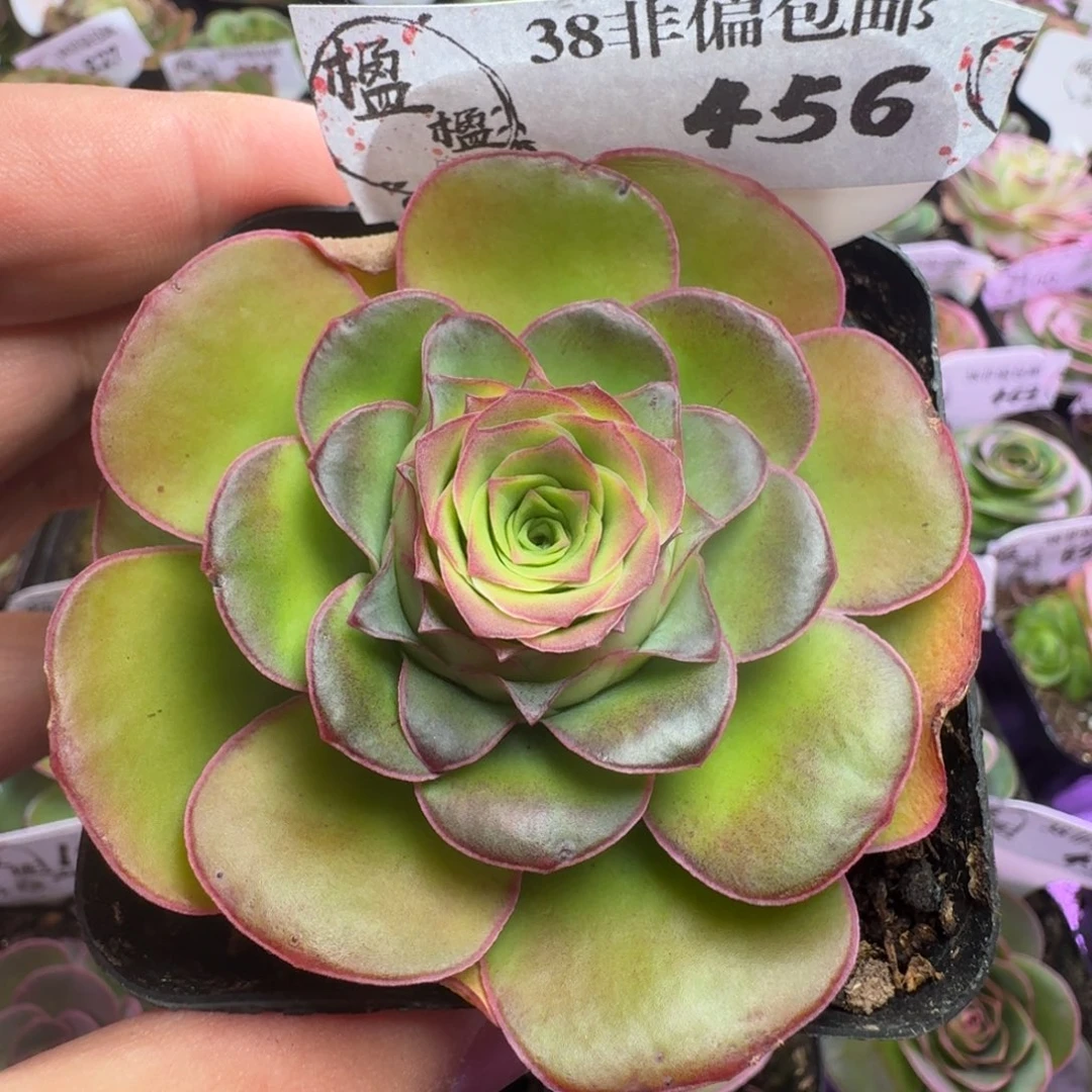 楹楹-456冠幅   7cm