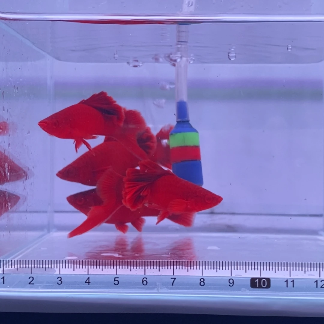 红剑鱼高鳍红剑成鱼2公2母