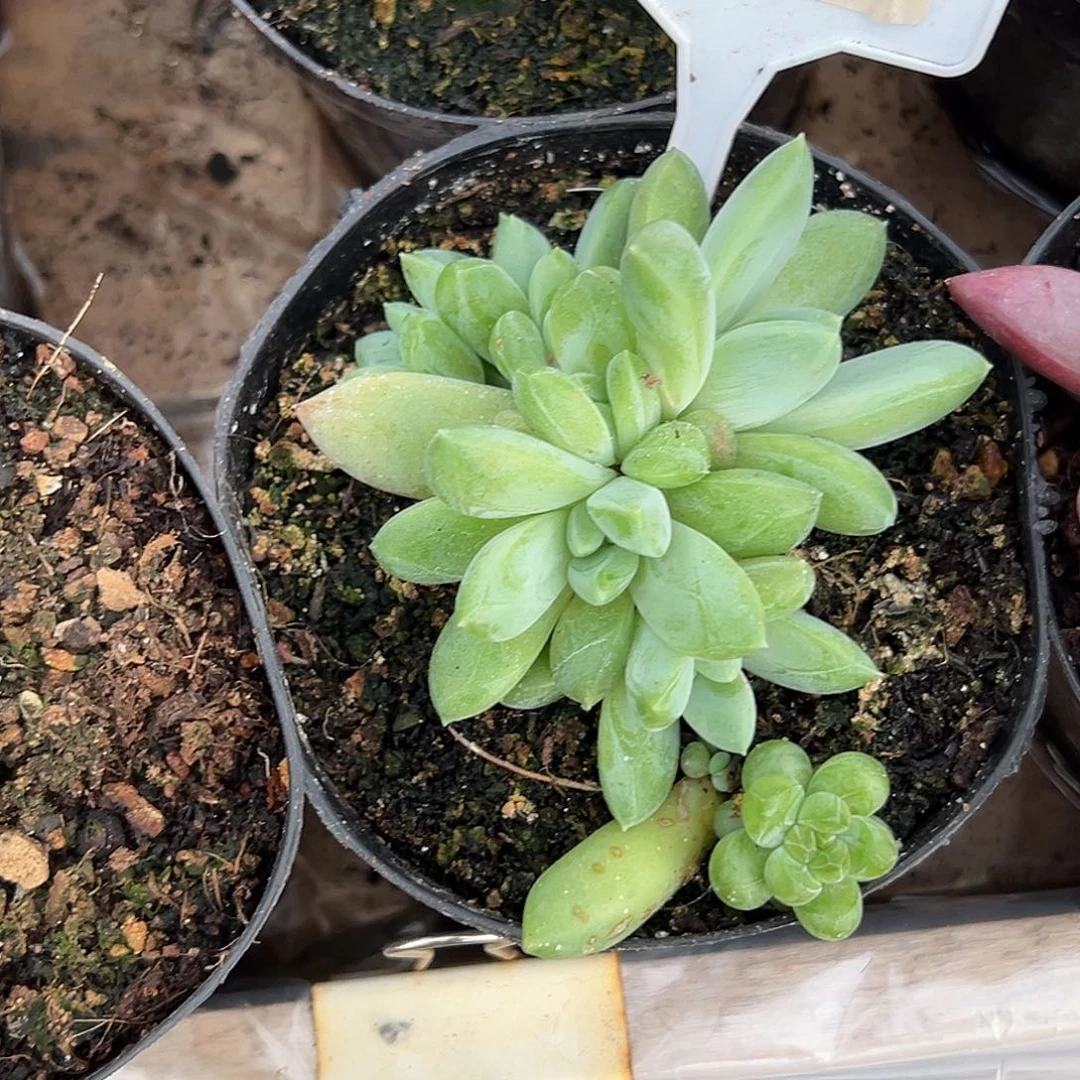 暗纹美人多肉植物399