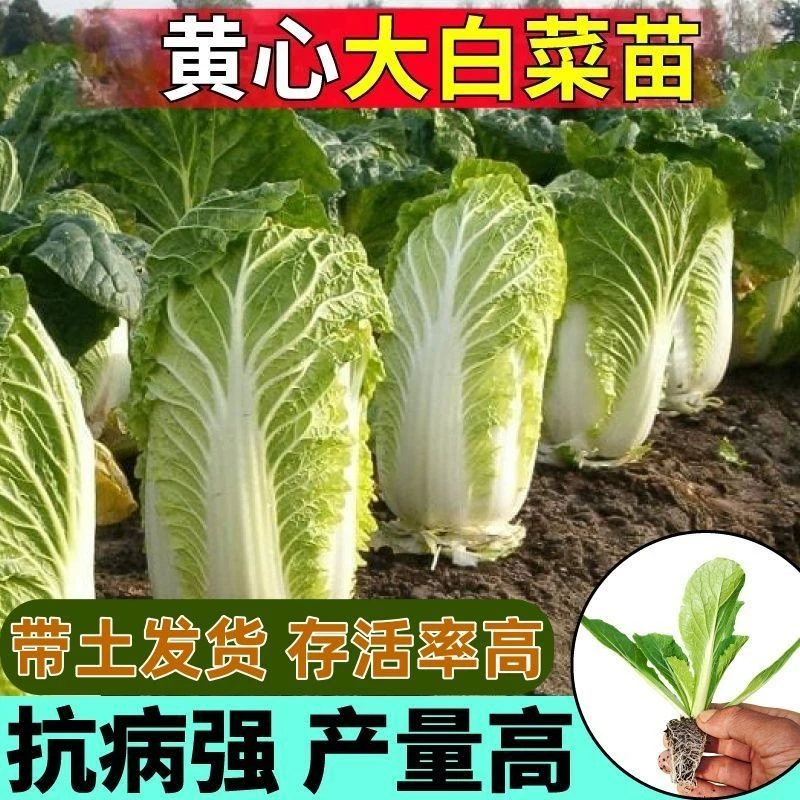 【直播间福利】早熟高产黄心大白菜苗秧带土球发货耐寒抗病白菜苗
