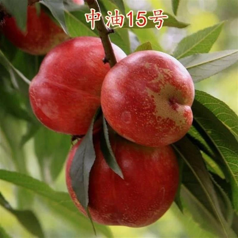 正宗中油15号桃树苗金硕油桃树苗盆栽地栽南方北方种植当年结果苗