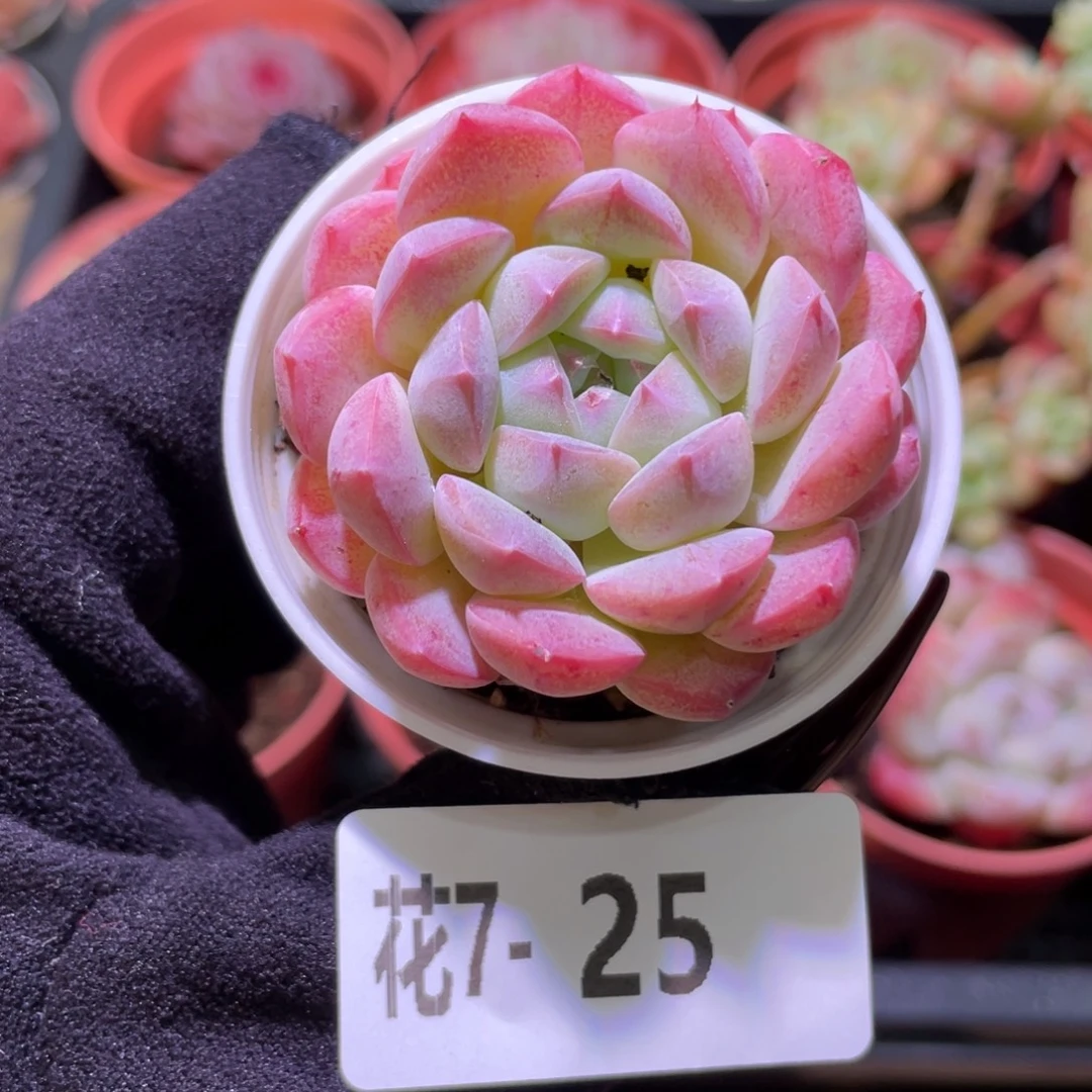 花利美7-25白桃汽水