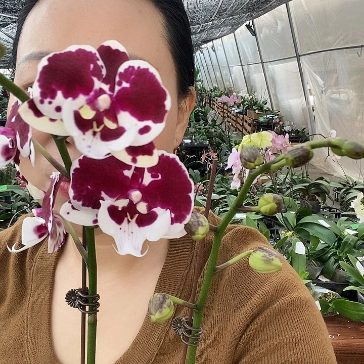 无花朵1001蝴蝶兰