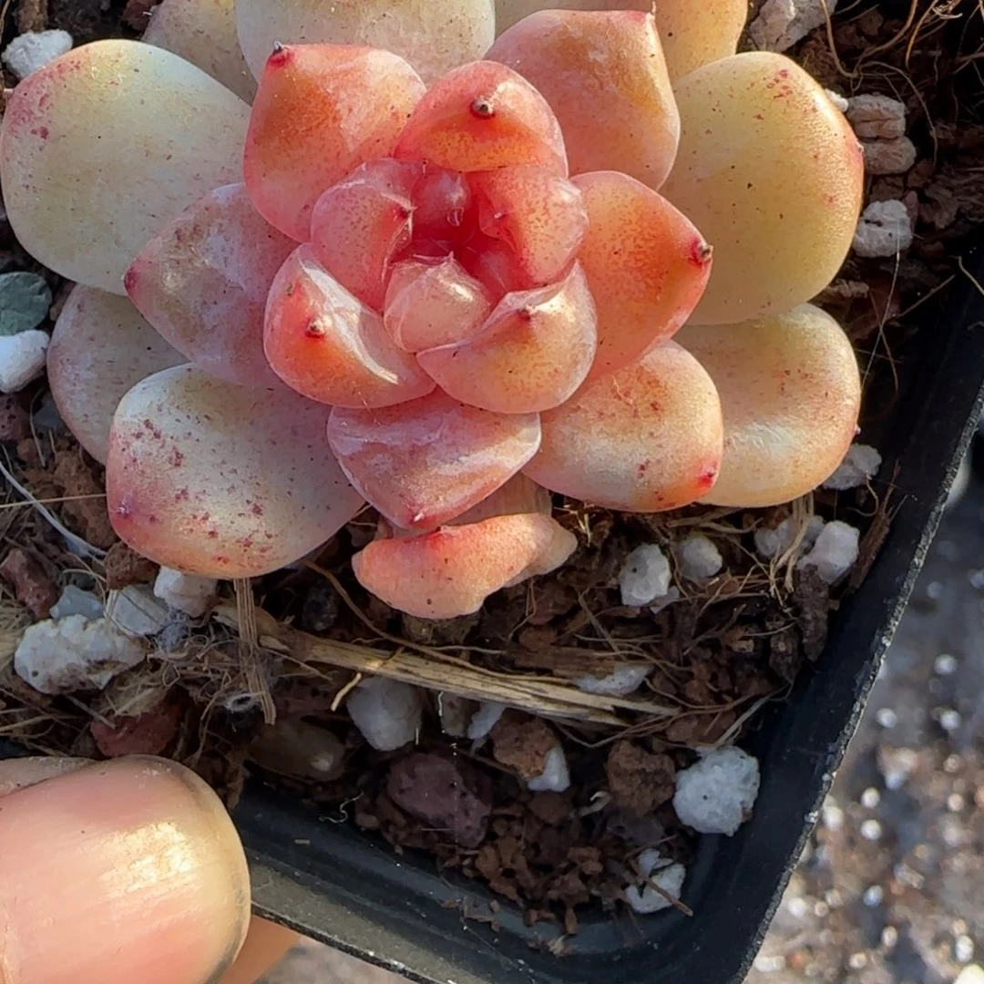 多肉小卡拉米糖心一物一拍