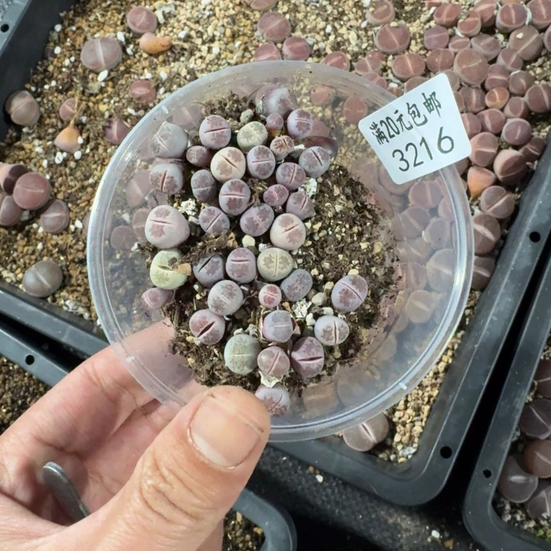 牛*金3216。 菊混合一盒