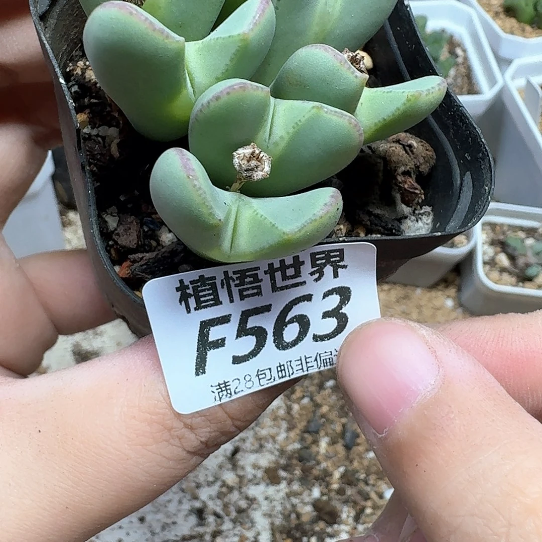 多肉植物的润泽感vh