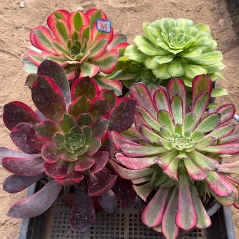 745多肉植物组合