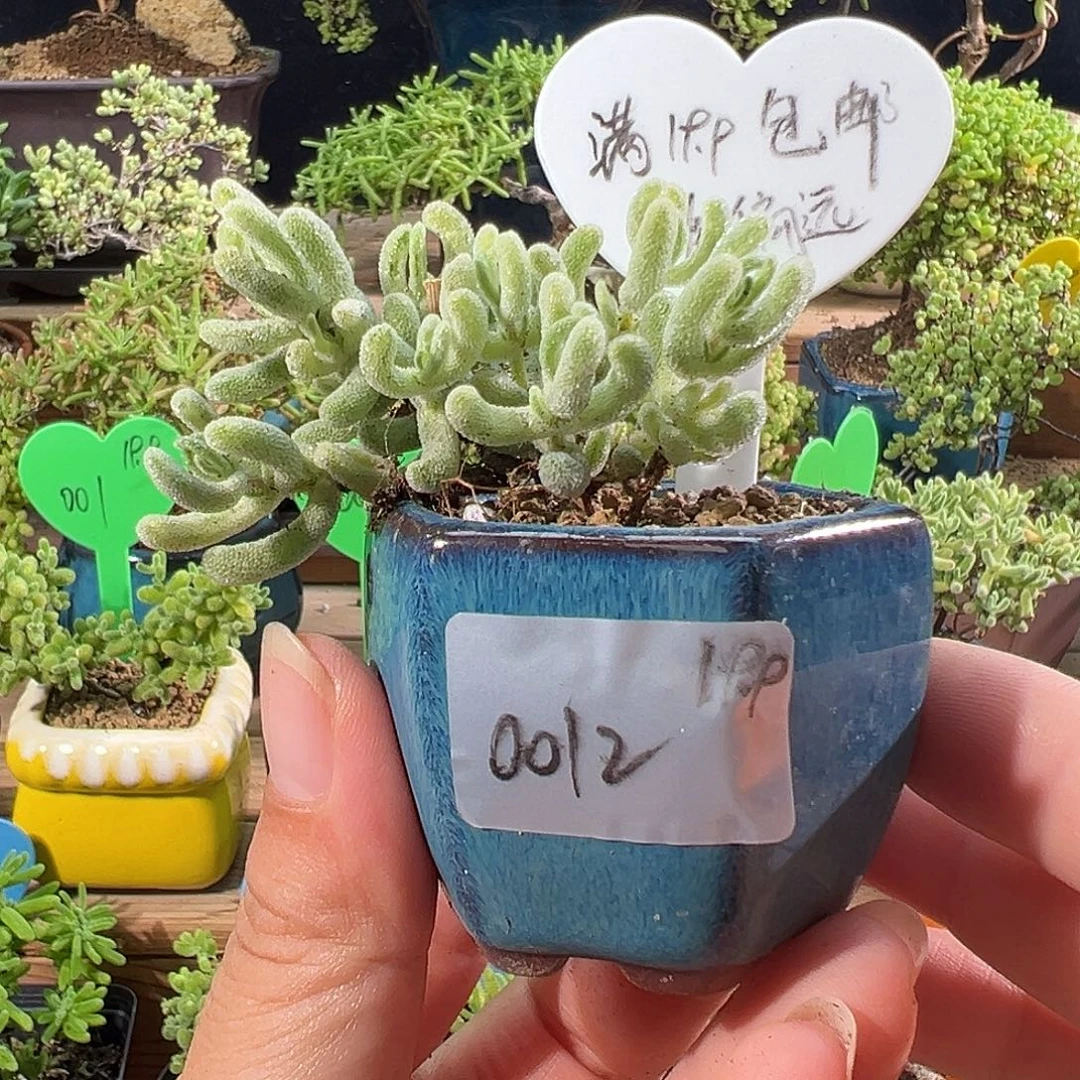 012白闪光锦带盆发